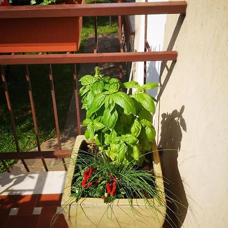 Ai Quattro Ulivi Appartement *